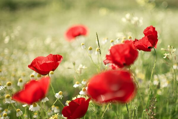 Summer flowers- poppies and daisies