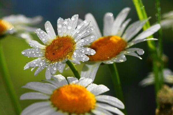 Schöne Gänseblümchen in Ross