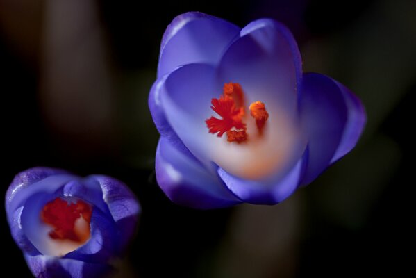 Photos of blue crocuses with a blurred background