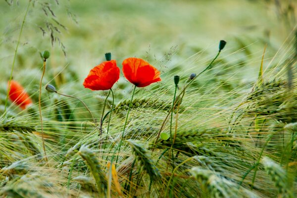 Champ de coquelicots, coquelicots rouges sur le champ, bourgeons de coquelicots rouges