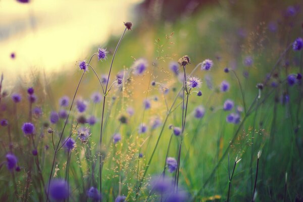 Lila Wildblumen im Gras