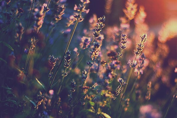 Lavender flowers in the sunset