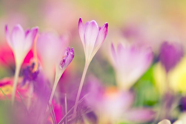 Imagen macro de Crocus en primavera