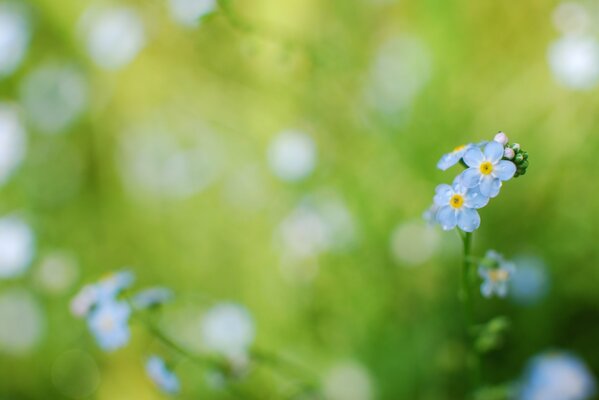 Flores azules de nomeolvides en gotas de rocío