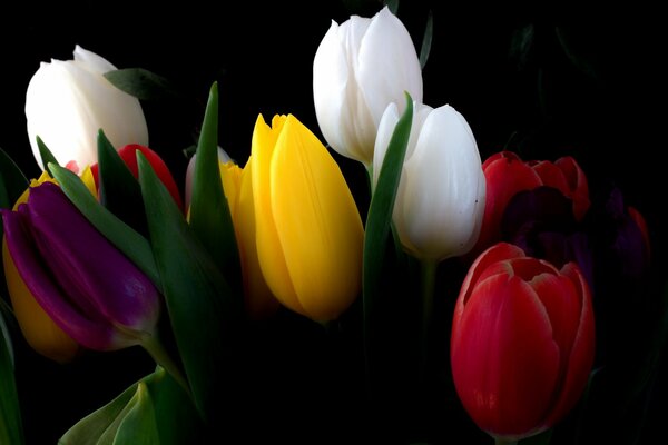 A bouquet of beautiful multicolored tulips