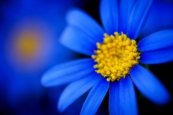 Fleur bleue gros plan de Marguerite sur fond flou