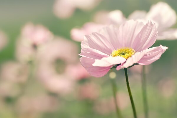 Fleur rose dans la Prairie d été