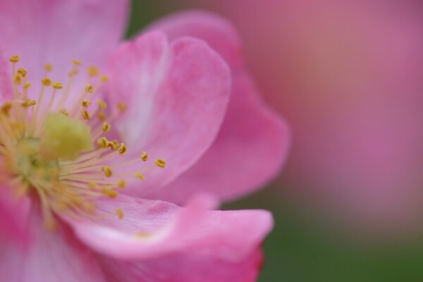 Fiore rosa con centro giallo in primo piano