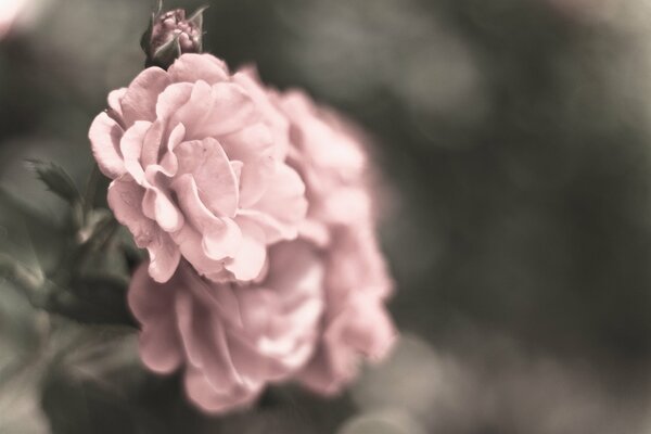 Immagine macro di una rosa rosa con effetto sfocato