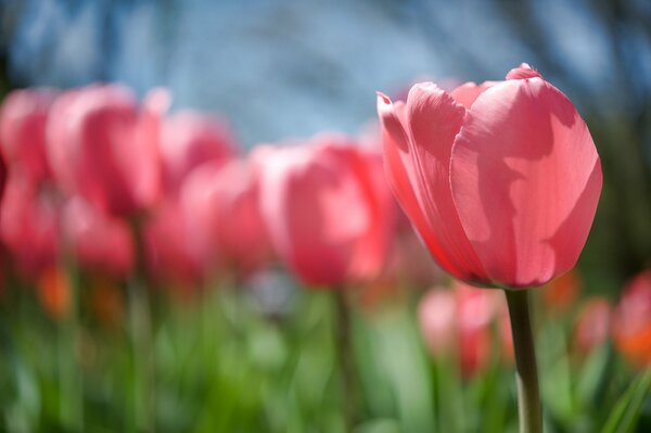 Delicado brote de tulipán rosa