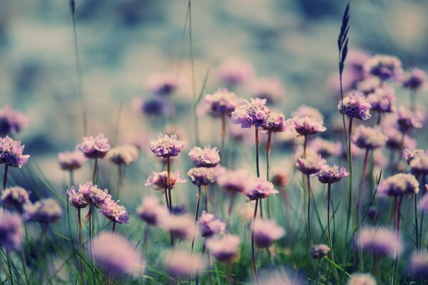 Purple flowers in cool colors