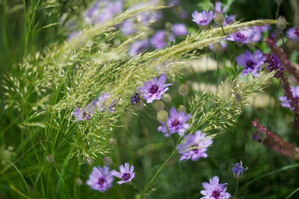 Lilac flowers in the grass in summer