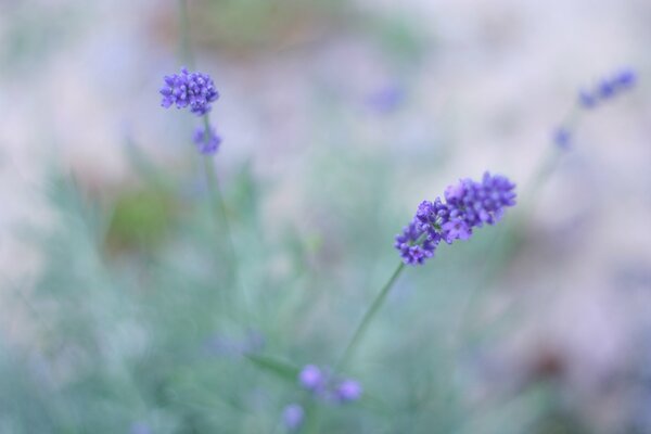 Wildflowers lilac lavender