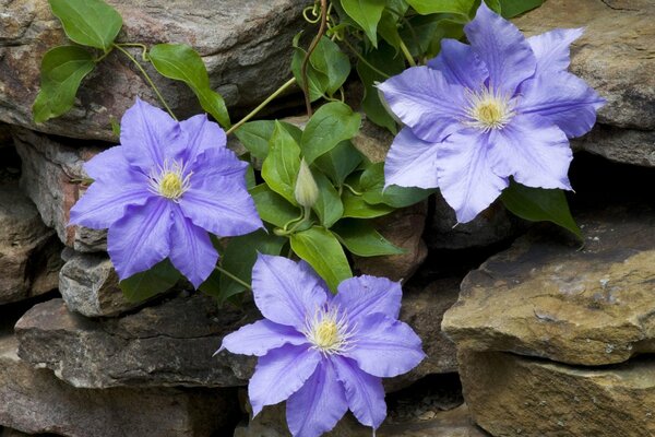 Lilac flowers hanging on the stones