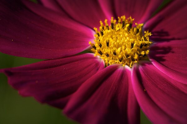 Belle fleur sur le bureau