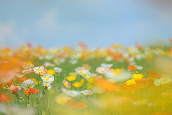 Helles Feld mit vielen bunten Farben