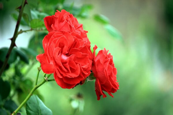 Branche avec trois roses rouges