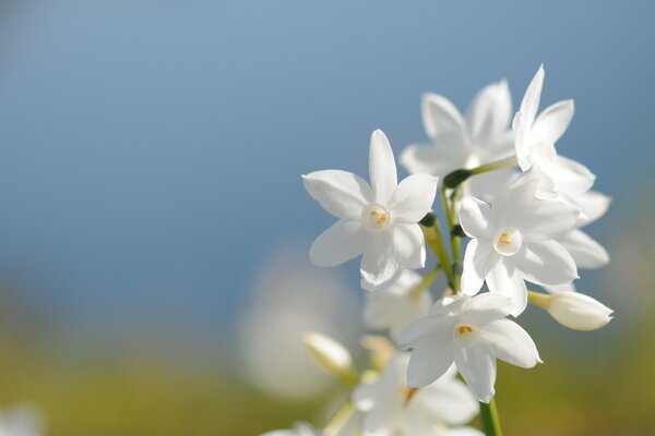 Narciso su uno sfondo di cielo blu