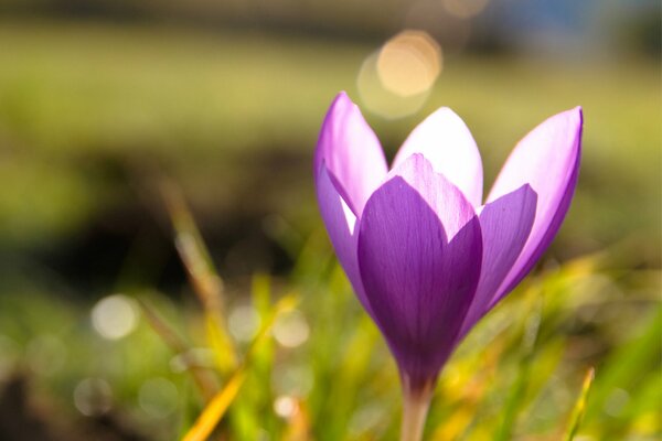 Frühlingskrokus im grünen Gras