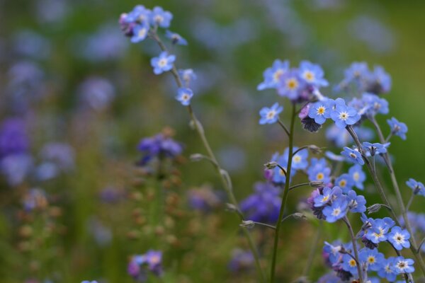 Foto sfocata con fiori nontiscordardime