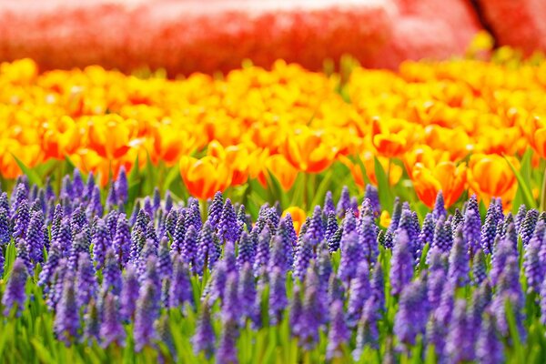 Flower fields under the sun