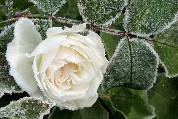 Foto rosa bianca invernale