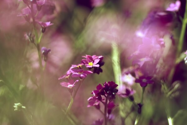 Beautiful photo of forget-me-nots on the desktop