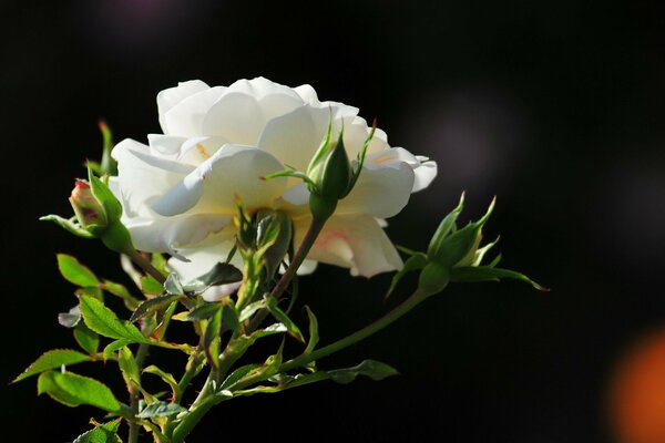 Rose flower in the early morning