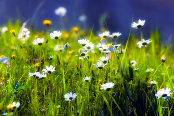 Beautiful clearing with green grass