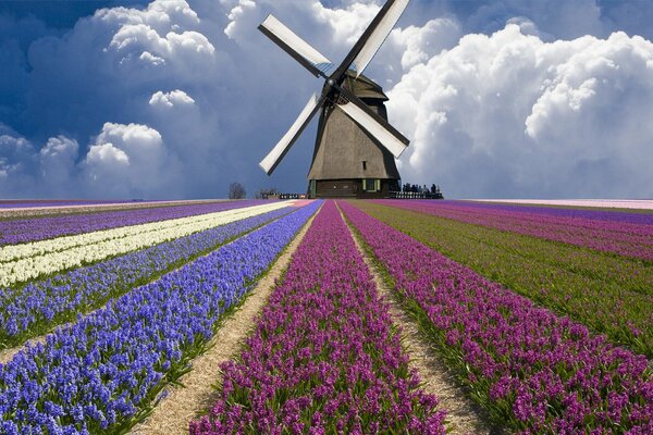 Beau champ avec tulipes et moulin aux pays-bas