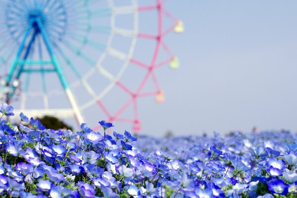 Fiori di lino sullo sfondo della ruota panoramica