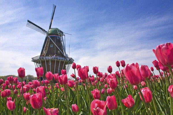 Niederlande Tulpenfeld neben der Mühle