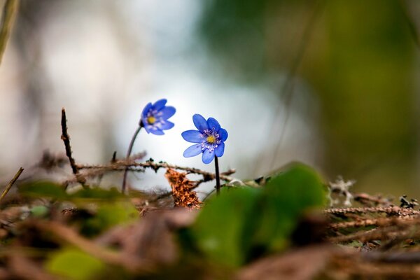 Hermosas violetas en el bosque de primavera