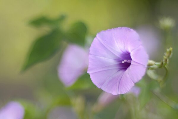 Lilac bindweed in blurred focus