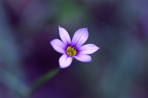 Fond flou de gros plan fleur sereine