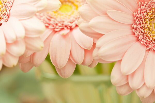 Fleurs roses photo macro