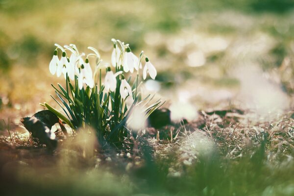 Floraison des perce-neige dans les rayons du soleil de printemps