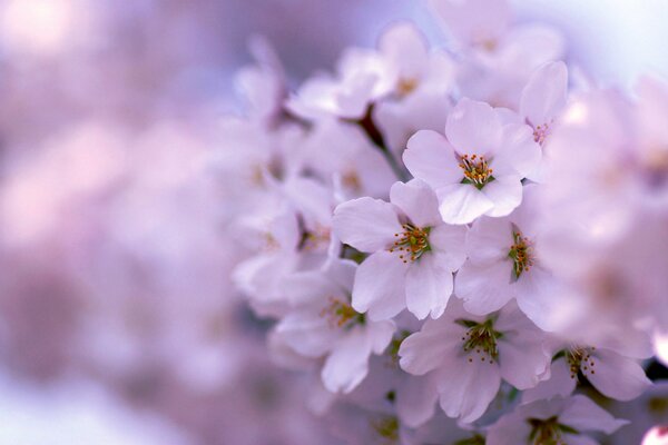 Spring flowers in a lilac haze