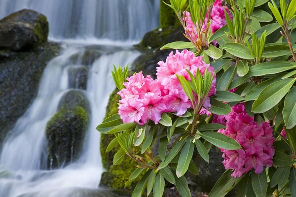 Beautiful oleanders at the ancient waterfall