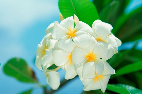 A bud of white flowers against the sky