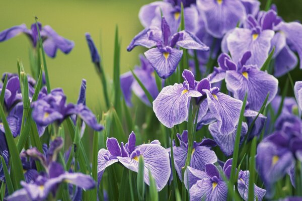 Lilac flowers in the field