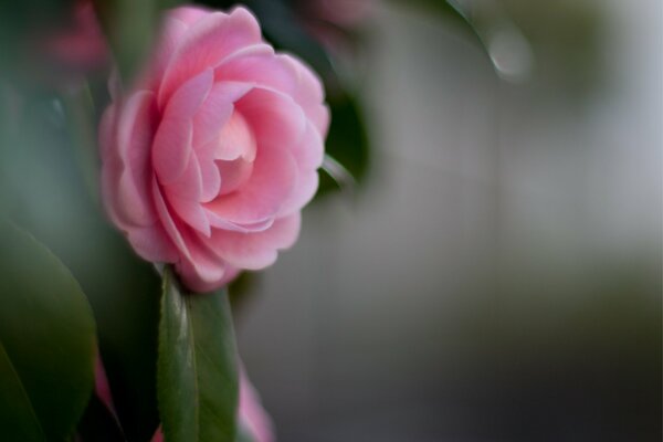 Delicate pink Camellia flower