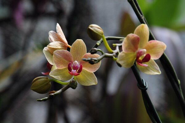 Orchidée jaune-rouge