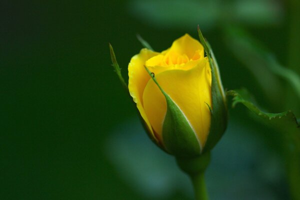 Yellow razluchnitsa, not a blooming rose