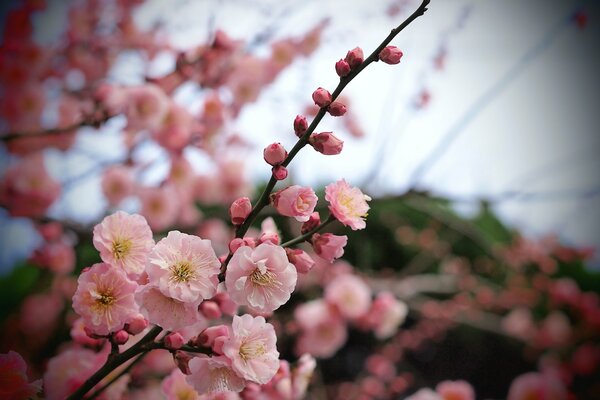 Pink apricot flowers on a blurry background