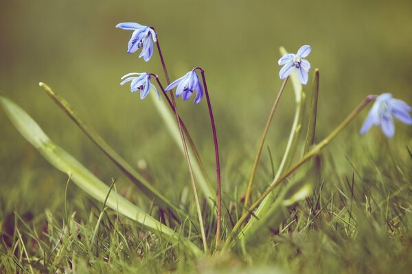 The first snowdrop on the green grass