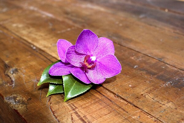 Orquídea rosa en la mesa