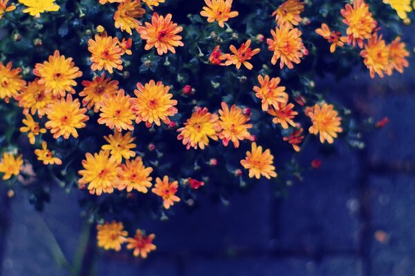 Photo de petites fleurs belles orange