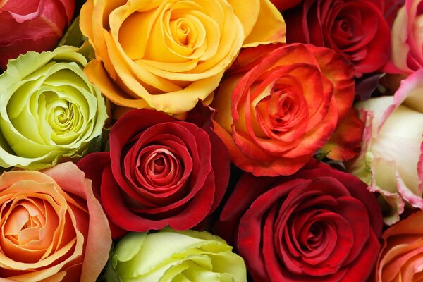 Multicolored roses for the soul