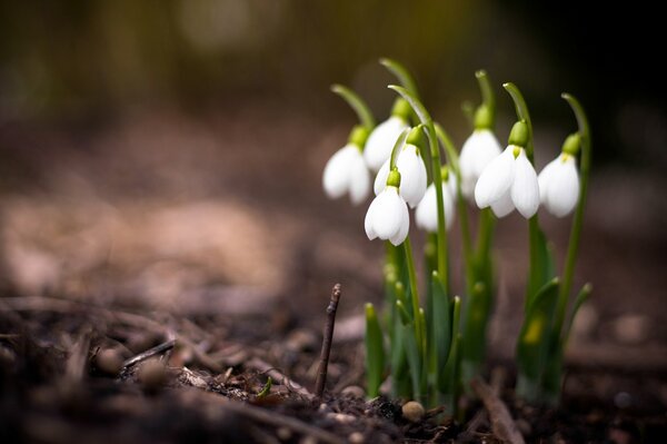 Frühe Frühlingsfotos von Schneeglöckchen